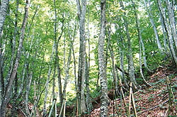 �������C�l�����ʐ^